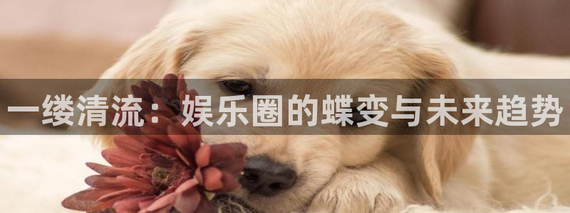 上海卧龙娱乐汽车电子有限公司：一缕清流：娱乐圈的蝶变与未来趋势